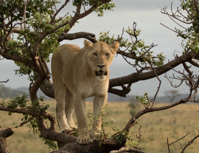 Akagera National Park